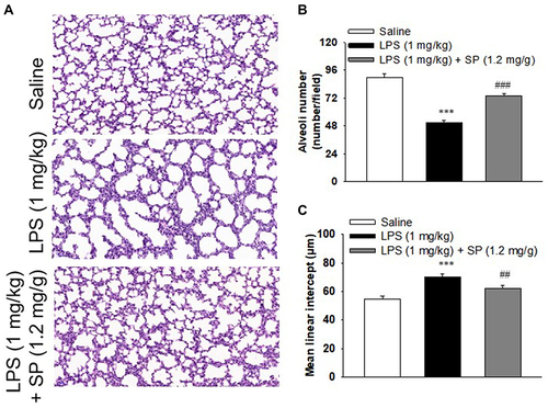 Figure 1 Sodium propionate (SP) treatment improves alveolarization in LPS-treated neonatal mice. When the newborn mice were at day of life 6, they received intraperitoneal injection of 1 mg/kg LPS, whereas the control mice received an equal volume injection of sterile saline solution. The LPS group were then randomly divided into two groups that received vehicle or sodium propionate (1.2 mg/g) for 7 d. (A) Representative H&E stained lung sections (magnification, ×200). (B) Quantification of alveoli numbers. (C) Quantification of mean linear intercept (MLI). ***P<0.001 vs saline; ##P<0.01 vs LPS; ###P<0.001 vs LPS. Values are mean±SE, n=6 per group.