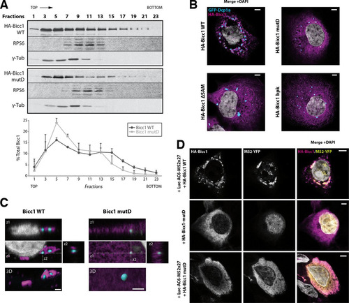 FIG 5 SAM polymerization is required for Bicc1 clustering. (A) Density fractionation of WT and polymerization mutant Bicc1 on a sucrose gradient. HEK293T cell extracts containing HA-tagged Bicc1 were fractionated on a continuous 15 to 60% sucrose gradient and analyzed by anti-Bicc1 Western blotting. The migration direction from the top to the bottom of the tube is indicated. RPS6 and γ-tubulin (γ-Tub) were used as internal controls. The graph below the gels shows the percentage of Bicc1 compared to the total Bicc1 signal for each fraction. Results represent mean values from 3 independent experiments, and error bars show SEMs. (B) Bicc1 polymer mutants fail to accumulate in cytoplasmic foci. The results of indirect immunofluorescence staining of the HA-Bicc1 WT, mutD, the ΔSAM mutant, or the bpk mutant and the P-body marker GFP-Dcp1a overexpressed in COS-1 cells are shown. Bars, 5 μm. (C) Comparative 3D rendering of the HA-Bicc1 WT and mutD by Imaris software. From the original image (center), z-stacks in two directions (z1 and z2, top and right, respectively) and 3D reconstruction (bottom) are given. Bars, 2 μm. (D) Localization by indirect immunofluorescence staining of the Luc-AC6-MS2×27 reporter mRNA and HA-Bicc1 in COS-1 cells and comparison with that of HA-Bicc1 mutD. Bars, 5 μm.