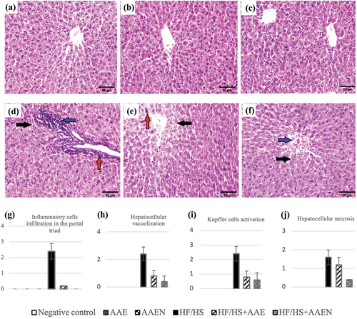 Figure 12. Photomicrographs of the liver sections of rats in a) negative control, illustrating the normal histological arrangement of the hepatic lobule, (b) and (c) Rats from the AAE and AAEN groups showed the absence of histopathological changes, respectively, (d) Positive control (HF/HS) group, showing hepatocellular vacuolization (black arrow), fibroplasia (red arrow), and inflammatory cell infiltration in the portal triad (blue arrow), (e) HF/HS + AAE group, showing hepatocellular vacuolization of some centrilobular hepatocytes (black arrow) and sparse necrosis of hepatocytes (red arrow), (f) HF/HD+AAEN group, showing slight congestion of central vein (blue arrow) and slight vacuolization of sporadic hepatocytes (black arrow) (h & e, scale bar, 100 μm). (g), (h), (i), and (j) Show the histological lesion scores in the rats’ liver tissue within all of the experimental groups.