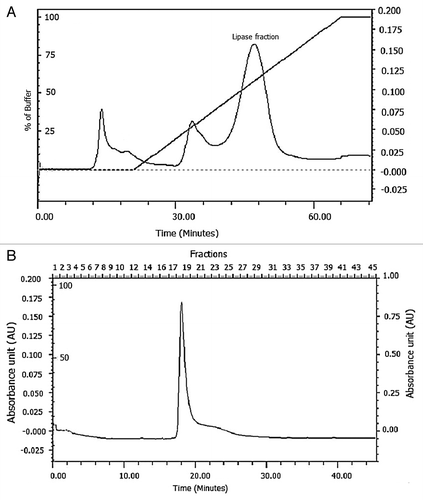 Figure 4. Purification of PUMB02 lipase. The dialyzed solution was purified with a fast-performance liquid chromatography (FPLC) system (BioRad) equipped with an anionic exchange (DEAE Sepharose) which was previously equilibrated with 50mM tris-HCl buffer (pH 7.4). The column was washed with 50 ml of the buffer and then eluted with a linear gradient of 0 to 1.0 M sodium chloride (NaCl) in the same buffer. Linear flow rate was 0.5 ml/min and fractions were collected every 2.0 min. The protease activity and protein concentration (A280) in each fraction were measured. (A) Butyl-sepharose anion exchange chromatography. (B) DEAE sephadex gel.