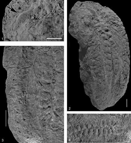 FIGURE 6 Rusophycus carleyi (UA13655), convex hyporelief, from the Upper Fezouata Formation, Ouzina, southern Morocco. 1, Lateral oblique close-up of hypostome impression (black arrow). 2, Oblique lateral view of trace. 3, Lower posterior view of endopodal spine scratches within the medial opening. 4, Close-up of coxal impressions, with the left being the anterior end of the trace. Scale bar is 1 cm.