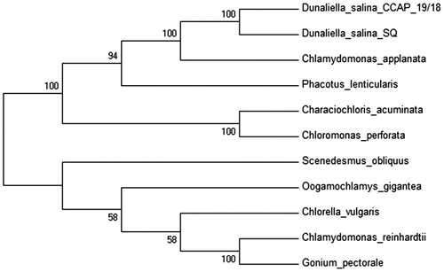 Figure 1. Phylogenetic tree of D. salina SQ and 11 microalgae chloroplast genomes including another strain of D. salina. The GeneBank accession numbers are listed as follow: Characiochloris acuminata (KT625418), Chlamydomonas reinhardtii (NC_005353.1), C. applanata (KT625417), Chlorella vulgaris (NC_001865.1), Chloromonas perforata (KT625416), D. salina (NC_016732), D. salina strain SQ (KX530454) (this study), Gonium pectoral (AP012494), Oogamochlamys gigantean (KT625412), Phacotus lenticularis (KT625422) and Scenedesmus obliquus (DQ396875).
