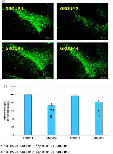 Figure 6. Representative TH immunohistochemistry fluorescence (a) and TH fluorescence signal (b) in coronal brain slices at the level of the substantia nigra for all animal groups (G1 to G4). G1: control group; G2: RT-treated control group; G3: RP-loaded PLGA nanoparticles; and G4: RP in saline. RT (rotenone); RP (ropinirole).