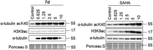 Figure 4. Compound 7d and SAHA induce histone H3 and tubulin acetylation in human neuroblastoma SH-SY5Y cells. SH-SY5Y cells were incubated with various concentrations of compound 7d and SAHA for 24 h.