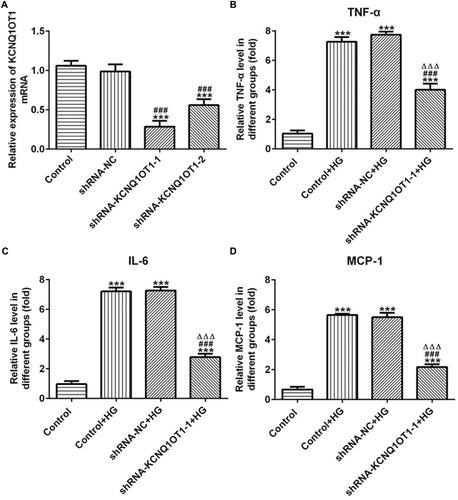 Figure 2 KCNQ1OT1 interference reduced the expression of inflammatory factors in HG-induced HK-2 cells. (A) KCNQ1OT1 expression was decreased in HK-2 cells transfected with shRNA-KCNQ1OT1. ***P<0.001 vs. control group. ###P<0.001 vs. shRNA-NC group. (B) TNF-α level was increased in HG-induced HK-2 cells and KCNQ1OT1 expression was decreased in HG-induced HK-2 cells transfected with shRNA-KCNQ1OT1-1. ***P<0.001 vs. control group. ###P<0.001 vs. control+HG group. ∆∆∆P<0.001 vs. shRNA-NC+HG group. (C) IL-6 level was increased in HG-induced HK-2 cells and KCNQ1OT1 expression was decreased in HG-induced HK-2 cells transfected with shRNA-KCNQ1OT1-1. ***P<0.001 vs. control group. ###P<0.001 vs. control+HG group. ∆∆∆P<0.001 vs. shRNA-NC+HG group. (D) MCP-1 level was increased in HG-induced HK-2 cells and KCNQ1OT1 expression was decreased in HG-induced HK-2 cells transfected with shRNA-KCNQ1OT1-1. ***P<0.001 vs. control group. ###P<0.001 vs. control+HG group. ∆∆∆P<0.001 vs. shRNA-NC+HG group. (n=3).