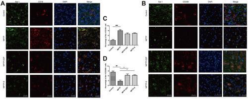 Figure 6 Immunofluorescence double staining of inflammatory marker CD16 and anti-inflammatory marker CD206 on microglia in the substantia nigra of mice. (A) Staining of Iba-1 (green) and CD16 (classical microglia marker, red) in the SNpc and (B) quantification of the percentage of CD16+/Iba‐1+ cell. (C) Double staining of Iba-1 (microglia marker, green) and CD206 (alternative microglia marker, red) in the SNpc for immunofluorescence pictures and (D) quantification of the percentage of CD206+/Iba‐1+ cell. Scale bar is 20 µm. Data represent the means ± SEM; Statistics one-way ANOVA; ##P < 0.01, ###P < 0.001 vs Control group; *P < 0.05, vs MPTP group; n = 3.