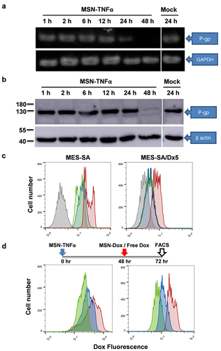 Figure 5 P-gp expression inhibited by MSN-TNFα treatment in MES-SA/Dx5 cells. (a) RT-PCR and (b) Western blot analysis of P-gp expression level. Amplification of GAPDH was used as a control for RT-PCR assays. For loading control in the Western blot assay, the membrane was incubated with anti-β actin antibody. (c) MES-SA (Dox-sensitive) or Dox-resistant counterpart cells were treated with free Dox and analysis of uptake of Dox by flow cytometry. Gray line: mock, red line: free Dox (6 h.p.t.), blue line: free Dox (24 h.p.t.) and green line: free Dox (48 h.p.t.). (d) MSN-TNFα increases tumor cell uptake of Dox by inhibiting P-gp expression. Green line: Free Dox treatment without MSN-TNFα pretreatment, red line: MSN-TNFα 48 h.p.t. then treat with MSN-Dox or free Dox (blue line).