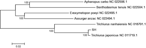 Figure 1. Phylogenetic tree of the Trichiuridae based on the NJ analysis of complete mitogenome sequences. The numbers on the branches are bootstrap values.
