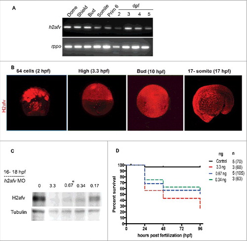 Figure 1. H2afv expression successfully depleted by morpholino (MO) injection (A) RT-PCR using primers that detect both h2afva and h2afvb demonstrates high mRNA levels of expression across all stages of embryonic zebrafish development. (B) Whole mount immunofluorescence detects H2afv protein expression across stages of zebrafish embryonic development. Representative images from at least 5 embryos examined from 2 separate clutches are shown. (C) Western blot analysis demonstrates depletion of H2afv expression at 24 hpf in lysates from varying concentrations of h2afv MO injected embryos compared with control (uninjected) embryos. h2afv morphants (0.67 ng) were used for the rest of the study (marked*). Representative image of 2 different blots are shown. (D) Kaplan-Meier curve illustrates increased mortality of h2afv morphants compared with control (uninjected) embryos across 96 h post fertilization (hpf). MO injected at 3.3, 0.67 and 0.34 ng per embryo, n = number of clutches and number of total embryos analyzed per condition in parenthesis.