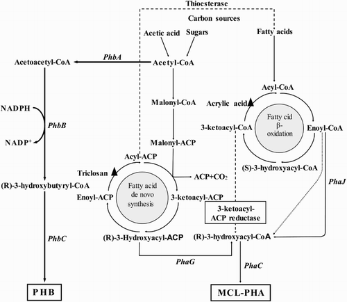 Figure 2. Anabolic pathways towards PHA (scl and mcl) synthesis in bacteria. Dashed lines represent engineered biosynthesis pathways. Triangles depict targets for inhibitors enabling PHA synthesis. PhaA/PhbA (β-Ketothiolase), PhaB/PhbB (NADPH-dependent acetoacetyl-CoA reductase), PhaC/PhbC (PHA synthase), PhaG (Transacylase) and PhaJ (R-specific enoyl-CoA hydratase).