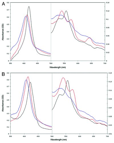 Figure 2. Absorption spectra of E. coli Tuner(DE3)pLacI soluble extracts containing the recombinant CerpurnsHb (A) and PhypatnsHb (B). Blue lines, Hb3+ form; red lines, Hb2+O2 form; and black lines, Hb2+ form.