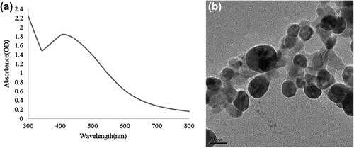 Figure 2. UV-vis spectra of culture supernatant of Bacillus methylotrophicus treated with AgNO3 (1 mM) (a), transmission electron micrograph of silver nanoparticles synthesised by B. methylotrophicus showing spherical shaped silver nanoparticles, at 20 nm (b).