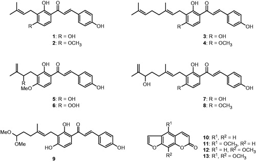 Figure 1. Chemical structures of isolated alkylated chalcones from A. keiskei.
