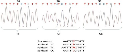 Figure 2. Chromatogram and clustalw alignment showing variation at position 96 by primer 2 (T > C) of OLR1 gene in Sahiwal cattle.
