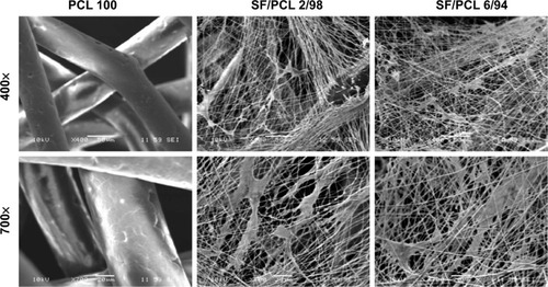 Figure 6 Scanning electron micrographs of human mesenchymal stem cell-seeded scaffolds after 3 days of culturing.Notes: Cell clusters were observed in the SF/PCL nano/microfibrous composite scaffolds, but not in the PCL microfibrous scaffold. Original magnification 400× and 700×.Abbreviations: PCL, poly(ε-caprolactone); SF, silk fibroin.