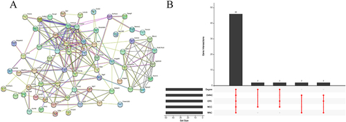 Figure 8 PPI analysis and upset analysis. (A) PPI network of the 142 genes. (B) The intersected genes obtained by five algorithms shown by upset diagram.