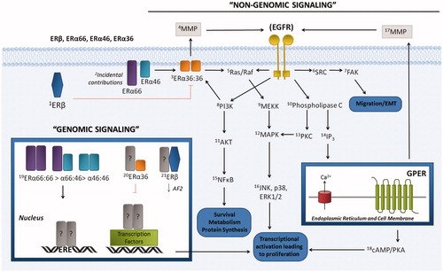 Figure 2. Schematic representation of estrogen signaling literature review. Pathways described in the published body of information on estrogen initiated signaling have been summarized here with arrows to denote signaling interactions leading to cellular responses. Each ER contributes to specific aspects of the overall signaling network in response to estrogen. Those interactions at the cell surface lead to activation of pathways associated with survival, metabolism, protein synthesis, proliferation, and changes in cell morphology or migration. These signaling cascades overlap with those of EGFR as shown. Genomic signaling in the nucleus consists of direct association of activated ER dimers with specific gene promoters through recognition of EREs or recruitment of additional transcription factors as scaffolding. Genomic homo- and hetero-dimers can for from each receptor combination. A gray box (?) is used to denote any of the three isoforms. [References: 1Pedram et al. (Citation2006); 2Acconcia et al. (Citation2004); 2Metivier et al. (Citation2004); 3Wang et al. (Citation2006); 4Zhang et al. (Citation2011); 5Edwards & Boonyaratanakornkit (Citation2003); 6Wang et al. (Citation2005); 7Sanchez et al. (Citation2010); 7Yun et al. (Citation2012); 8Thomas et al. (Citation2005); 8Revankar et al. (Citation2005); 9Wang et al. (Citation2006); 10Hernandez-Sotomayor & Carpenter (Citation1992); 11Campbell et al. (Citation2001); 12Wang et al. (Citation2006); 13Tong et al. (Citation2010); 14Hernandez-Sotomayor & Carpenter (Citation1992); 14Villalobo et al. (Citation2000); 15Habib et al. (Citation2001); 16Wang et al. (Citation2006); 17Maggiolini et al. (Citation2004); 18Filardo et al. (Citation2000); 19Li et al. (Citation2003); 19Penot et al. (Citation2005); 20Wang et al. (Citation2006); 21Cowley & Parker (Citation1999)].