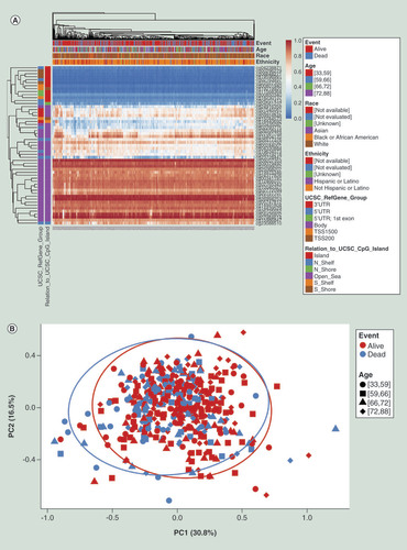 Figure 3.  Clustering analysis of the CpGs within the proximity of FAM53B in lung adenocarcinoma samples using the ‘gene visualization’ module of MethSurv. (A) Heat map depicting clustering of the CpG methylation levels within FAM53B gene calculated using the average linkage method with correlation distance. Methylation levels (1 = fully methylated; 0 = fully unmethylated) are shown as a continuous variable from a blue to red color. Rows correspond to the CpGs and the columns correspond to the patients. (B) PCA plot of LUAD patients showing the methylation levels for the gene FAM53B. The patients who are alive are shown in red and the deceased ones are shown in blue. Patient age groups are represented by different shapes. X-axis denotes PC1 (30.8% variability) and Y-axis denotes PC2 (16.5% variability), respectively. Heat map and PCA plots are generated using seamless integration with ClustVis [Citation23].LUAD: Lung adenocarcinoma; PCA: Principal component analysis; PC1: Principal component 1; PC2: Principal component 2.
