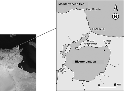 FIGURE 1 Geographical location and catchment area of the Bizerte Lagoon. The figure also shows the hydrographic network and the connection of the lagoon with the Mediterranean Sea. The shellfish sample collection site (asterisk).