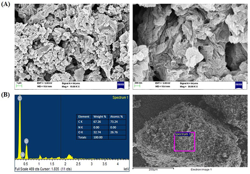 Figure 2 SEM and EDAX analysis of the synthesized GO/PEG/Bru-FA NCs. SEM images showed that the formulated GO/PEG/Bru-FA NCs had a tetragonal and agglomerated appearance (A). The distinct peaks were observed in the elemental composition analysis by EDAX, which correspond to carbon (C), nitrogen (N), and oxygen (O) (Figure 2B).