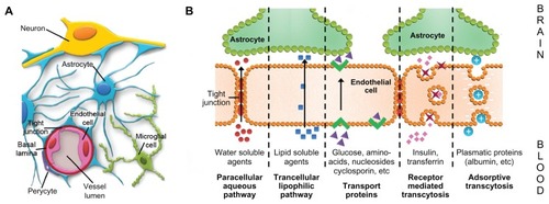 Figure 1 (A) Structure of the blood–brain barrier, established by the endothelial cells of blood capillaries and their tight junctions (B) Different mechanisms for the transporting of substances across the blood–brain barrier. Adapted from Mol Med Today, 2, Abbott NJ, Romero IA, Transporting therapeutics across the blood-brain barrier. 106–113. Copyright (1996), with permission from Elsevier.Citation6