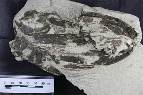 Figure 4. Eothyrsites holosquamatus Chapman, photograph of skull OU 6854 c, ventral view.