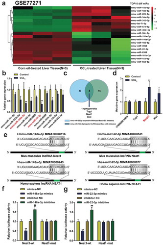 Figure 1. Neat1 was upregulated in mice with liver fibrosis and targeted both miR-148a-3p and miR-22-3p. (a) The expression profile of microRNAs in liver tissues from 3 pairs of CCl4-induced mice and normal mice was analyzed. The top 10 differentially expressed miRNAs are depicted in a heatmap, and the threshold value was set to P< 0.05 and a fold change value >2. (b) The expression levels of miR-148a-3p and miR-22-3p were downregulated to the greatest extent among the top 10 differentially expressed miRNAs analyzed using qPCR. *P< 0.05, **P< 0.01 compared to the Control group. (c) Four lncRNAs (1700020I14Rik, Tug1, Neat1, and Xist) were targets of both miR-148a-3p and miR-22-3p according to the ENCORI database. (d) The expression level of Neat1 was upregulated to the greatest extent in CCl4-induced mice. N = 6; *P< 0.05, **P< 0.01 compared to Control group. (e) Prediction of binding sites in the Mus musculus Neat1 3ʹUTR and Homo sapiens Neat1 3ʹUTR for miR-148a-3p or miR-22-3p. (f-g) The targeting relationship between Neat1 and miR-148a-3p (f) or miR-22-3p (g) was verified by performing luciferase reporter assay in HSCs. N = 3; **P< 0.01 compared to mimics NC group; ##P< 0.01 compared to inhibitor NC group