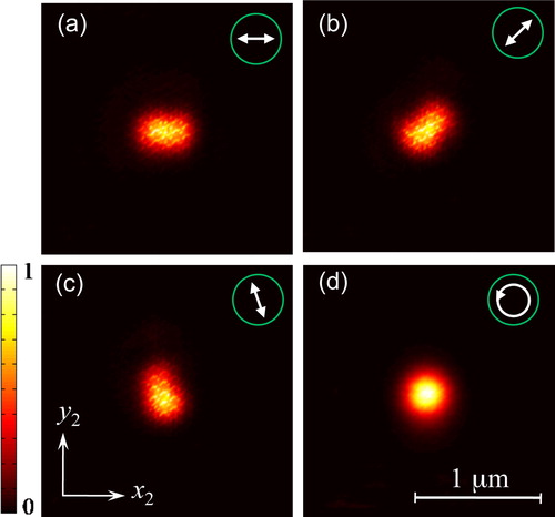 Figure 5. Experimental observation of dependence of focusing spot shape on polarization of incident beam [input beam polarization (green circle) of each image: linear polarization at a 0°, b at 45°, c at 110° and d circular polarization respectively]