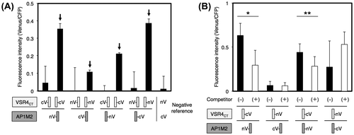 Fig. 6. Interaction between AP1M2 and VSR4CT by a BiFC assay.