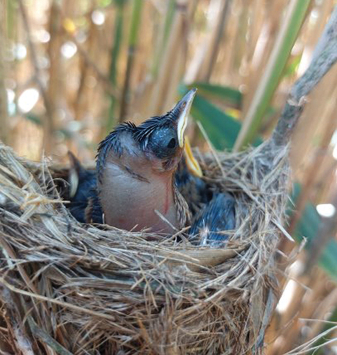 Figure 1. Eurasian reed warbler nestling with subcutaneous emphysema around the cervical area (photo by Lucyna Hałupka).