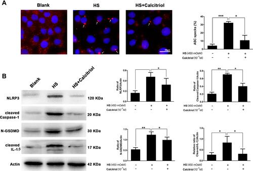 Figure 4 Calcitriol suppressed the aggregation of ASC speck formation, and inhibited the NLRP3–ASC–caspase-1–GSDMD pyroptosis pathway. (A) Immunofluorescence images of ASC speck formation (white arrows) in HS-stimulated iHCECs treated with/without calcitriol (ASC, red; nuclei, blue; ×200 magnification). Analysis of three independent experiments assessing ASC speck formation to calculate the percentage of cells containing ASC speck. (B) The levels of pyroptosis-related proteins including NLRP3, cleaved Caspase-1, N-GSDMD, and cleaved IL-1β were detected by western blotting, and quantification of the bands is shown in the right panel. *P<0.05, **P<0.01, ***P<0.001.