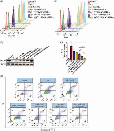 Figure 7. Therapeutic effect of RSV-loaded novel biomimetic nanosystems in vitro. FCM analysis of (A) mitochondrial ROS accumulation obtained by MitoSOX and (B) intracellular H2O2 level by CM-H2DCFDA in Aβ23–35-damaged HT22 cells after treatment with different RSV-loaded formulations. Changes of (C) MnSOD and (D) MDA levels in Aβ23–35-damaged HT22 cells after treatment with different RSV-loaded formulations. (E) Apoptosis results of Aβ23–35-damaged HT22 cells after treatment with different RSV-loaded formulations. The data are presented as the means ± SD (n = 3). * indicates p < 0.05.