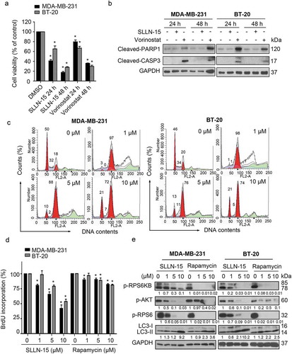 Figure 6. SLLN-15 induced cytostatic autophagy to inhibit the proliferation of breast cancer cells. (a) MDA-MB-231 and BT-20 cells were seeded and treated with 10 μM of vorinostat, SLLN-15 or DMSO for 24 or 48 h. Short-term cell viability was measured by the MTT assay. Data are presented as mean ± SEM, n = 3. (*p < 0.05). (b) MDA-MB-231 and BT-20 cells were treated with 10 μM of vorinostat, SLLN-15 or DMSO for 24 or 48 h, lysed, immunoblotted with antibodies against cleaved-PARP1, cleaved-CASP3 and GAPDH (internal control). (c) MDA-MB-231 cells and BT-20 cells were treated with indicated concentrations of SLLN-15 or DMSO for 24 h. The DNA contents was stained by PI and analyzed by flow cytometry. The graph indicates the percentage of cells at G1 phase (2N), S phase (2N-4N), G2/M phase (4N). (d) MDA-MB-231 and BT-20 cells were treated with either DMSO or the indicated concentration of rapamycin or SLLN-15 for 24 h. Short-term cell proliferation was measured by the BrdU incorporation assay. Data are presented as mean± SEM, n = 3. (*p < 0.05). (e) MDA-MB-231 and BT-20 cells were treated with either DMSO or the indicated concentration of SLLN-15 or rapamycin for 24 h, lysed and immunoblotted with antibodies against p-T421/S424-RPS6KB, p-S473-AKT, p-S240/244-RPS6, LC3B and GAPDH (internal control.