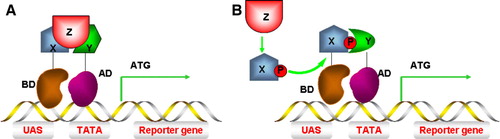 Figure 5.  Yeast three-hybrid (Y3H) systems. (A) Interaction between protein X and protein Y must be mediated by protein Z and assembly of this protein complex stimulates reporter gene transcription. (B) Protein X can only interact with protein Y (and stimulate gene transcription) after being modified by protein Z, e.g. phosphorylation. This Figure is reproduced in colour in Molecular Membrane Biology online.