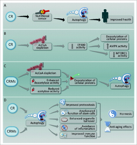 Figure 1. Caloric restriction and its pharmacological mimetics. (A) General outline of the mechanisms of health improvement by caloric restriction (CR). (B) Molecular mechanism of autophagy induction by CR. (C) Mechanism of action of caloric restriction mimetics (CRMs). (D) Hypothetical mechanisms of anti-aging effects of CR and CRMs.