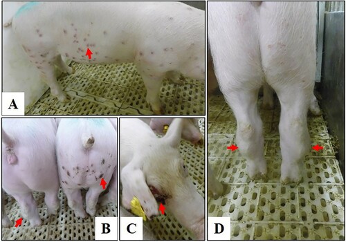 Figure 5. Disease signs in pigs infected with the genotype I isolate SD/DY-I/21. Disease signs include papules (A,B), cutaneous necrosis (B,C), and arthroncus of hind legs (B,D) in surviving pigs.