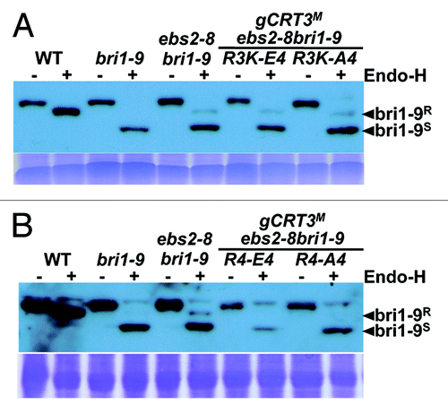 Figure 3. The Endo-H sensitivity assay of BRI1 and bri1-9. Equal amounts of total proteins extracted from leaves of 5-week-old soil-grown plants shown in Figure 2A were treated with (+) or without (−) Endo Hf for 1.5 h at 37°C, separated by 7% SDS/PAGE and analyzed by immunoblotting with an anti-BRI1 antibody. Coomassie blue staining of RbcS serves as a loading control. Arrows indicated the positions of Endo-H-resistant (bri1-9R) and Endo-H-sensitive bri1-9 (bri1-9S) forms.