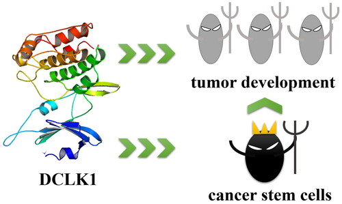 Figure 1. The role of DCLK1 in tumours.