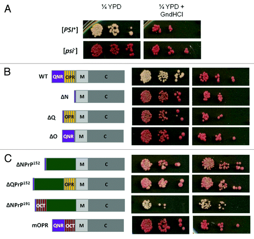 Figure 2. The expression of various Sup35/Sup35-PrP proteins in Saccharomyces cerevisiae. (A) The [PSI+] ade1–14 strain LJ14 gives rise to white colonies on rich growth medium (1/4 YEPD) indicative of nonsense suppression. Growing these cells on the same medium but supplemented with 4 mM guanidine hydrochloride (GdnHCl) results in the loss of the [PSI+] giving a non-suppressed red phenotype. Serial 1::5 dilutions of a cell suspension are shown. (B) The deletion of either the full N region (∆N, lacking amino-acid residues 5–112), the QN-rich region (∆Q, lacking amino-acid residues 5–40) or the OPR region (∆O, lacking amino-acid residues 41–97) generates a form of Sup35 that is functional, but no longer able to switch to a stable [PSI+] prion form. In each construct the N-terminal residues of Sup35 are retained (see text for details). (C) The phenotypic consequences of expressing various Sup35-mouse PrP fusion proteins in the LJ14 [PSI+] strain. See text for details of constructs shown. PrP sequences are shown in green. OCT, the mouse PrP octarepeat region; QNR, the Sup35 QN-rich region; OPR, the Sup35 oligopeptide repeat region.