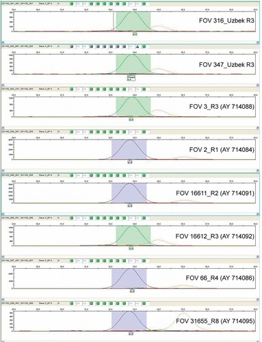 Fig. 2 (Colour online) Allele specific PCR (ASPCR) performed with the primer (FOV_BT_AS_R3) specific for Fusarium oxysporum f. sp. vasinfectum race 3 where: M-HyperLadder II (Bioline USA inc.); 1- 560; 2- 552; 3- 533; 4- 546; 5- 547; 6- FOV 2; 7- FOV 16611; 8- FOV 66; 9- FOV 36198; 10- FOV 7 China; 11- FOV 31665; 12- FOV 19; 13- FOV 110; 14- FOV 124; 15- FOV 112; 16- FOV 3; 17- 532; 18- 403 b; 19- 28; 20- 139; 21- 319; 22- 520; 23- 489; 24- 496; 25- 526; 26- 316; 27- 347; 28- 37529. 444; 30- 328; 31- 532 (see Table 1 for isolate details).