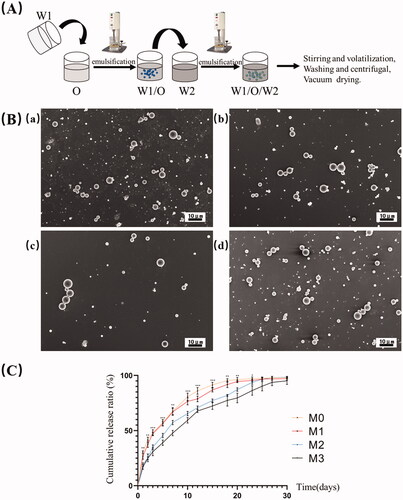 Figure 1. The preparation and characterization of drug-loaded microspheres. (A) The schematic diagram of preparation process of drug-loaded microspheres. (B) SEM images of microspheres. (C) In vitro release profiles of microspheres. (a) M0, (b) M1, (c) M2, and (d) M3. Scale bar = 10 μm. *p<.05; **p<.01.