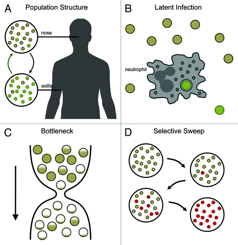 Figure 1. Evolutionary processes that may underlie observed patterns of mutation between carried and invasive bacteria. (A) Gene flow between bacterial sub-populations may generate genetic heterogeneity. In the example, bacteria normally resident in the nose (gold cocci) and axilla (green cocci) occasionally migrate between sites, leading to mixed populations. (B) Latent bacterial populations may persist in privileged sites only to re-emerge later. For example, the contemporary population (gold) may be re-seeded with ancestral bacteria (green) lying dormant in neutrophil vesicles. (C) During a population bottleneck natural selection is weak, allowing an increase in frequency of deleterious mutants. Prior to the bottleneck the bacterial population contains a fitness gradient ranging from the optimal genotype (solid gold) to deleterious mutants (partially gold). Survival during the bottleneck is random, and deleterious mutants may rise to high frequency by chance. (D) Mutants that have a selective advantage may sweep through the population. In the example, a single mutant (red) out-replicates the original genotype (gold). Over time, the fitter mutant replaces the original genotype.