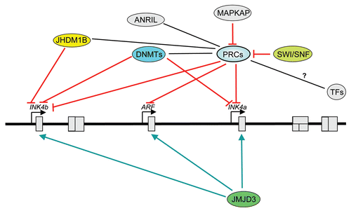 Figure 2 Epigenetic regulation of the INK4b-ARF-INK4a locus. Cartoon summarizing different epigenetic mechanisms regulating the locus. Epigenetic silencing of the locus in normal cells is mediated by Polycomb repressive complexes (PRCs). In tumorigenesis, methylation of the INK4a or INK4b promoters is often observed. Chromatin remodeling by the SWI /SNF5 complex result in displacement of PRCs complexes and locus activation. The histone demethylases Jhdm1b regulate the expression of p15INK4b while JMJD3 counteract the effects of H3K27me3 marks and PRC-mediated silencing. MAPKAP phosphorylation of Bmi1 results in PRC1 displacement from chromatin. Recent evidence suggests that ANRIL and maybe other ncRNAs could regulate the locus. We still do not understand how transcription factors interplay with this epigenetic machinery to regulate the locus. Epigenetic modifiers are shown in color. PRCs, Polycomb repressive complexes; DNMTs, DNA methyl transferases; TF s, transcription factors. Black lines show relation; red arrows, activation; green arrows, inhibition. Map is not drawn to scale and positions are approximate.