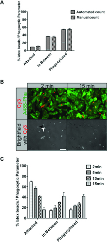 Figure 4. Time course of phagocytosis in macrophages.RAW264.7 macrophages activated with 100ng/mL LPS and IgG-opsonized beads were centrifuged onto the cells at 4°C and subsequently incubated at 37°C to synchronize phagocytosis. Phagocytosis was stopped by fixing cells with 4% PFA at desired time points. Exposed beads were labeled with Cy3 goat anti-human IgG and F-actin was labeled with Alexa488-phalloidin. (A) Automated and manual counts of beads in the three stages of phagocytosis. (B) Representative fluorescence images of cells after 2 and 15 min of phagocytosis. Corresponding sections of epifluorescence images at the 2nd and 15th minute are shown with examples of exposed beads (black arrowhead) and phagocytosed beads (white arrowhead). (C) Analysis of time course at 2, 5, 10, and 15 min of phagocytosis. Images from 4 separate fields of view were taken and at least 200 beads were analyzed per experiment. Data from three independent experiments were standardized as percentages before calculating the mean ± SEM. Scale bar = 10 µm.