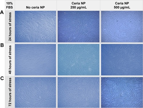 Figure 3 HDF cells exposed to ceria NP (250 and 500 µg/mL for 24, 48, and 72 hours).Notes: After-preincubation phase contrast images were collected, 10% FBS concentration (control) after 24 hours (A), 48 hours (B), and 72 hours (C). First column shows images with no pretreatment, while the second and third columns show images of the wells pretreated with 250 µg/mL and 500 µg/mL of ceria NP, respectively. Magnification: 100×. Cells were recovered in fresh medium for 24 hours.Abbreviations: FBS, fetal bovine serum; HDF, human dermal fibroblasts; NP, nanoparticle.