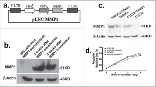 Figure 1. MMP1 plasmid constructions. A retrovirus vector, pLNCX2 (Retroviral Vector, CLONETECH) was selected to encode all coding regions of the full-length human MMP1 gene (A). The package cells of Phoenix 293 were transfected with pLNC MMP1; Western blot analysis indicated the clone cells highly express MMP1 (B). The successful MMP1 gene transfection into C2C12 myoblasts and MDSCs were confirmed by western blot (C). MMP1 gene transfer does not affect the proliferation of C2C12 myoblasts nor MuSCs. No significant different was detected between the MMP1 gene transfected cells and the control cells (D).