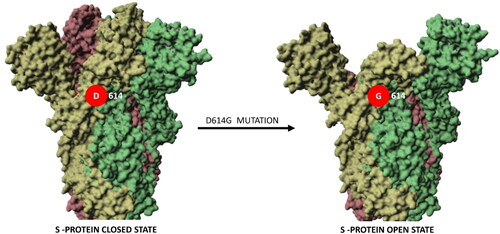 Figure 5. Mutation D614G stabilizes the open state of the S protein of SARS-CoV-2. The S-protein in the open “active” state (PDB ID:6xs6) is more accessible for interaction with ACE2 than in the closed state (PDB ID:6vxx). This key mutation may be a reason for increased viral infectivity.