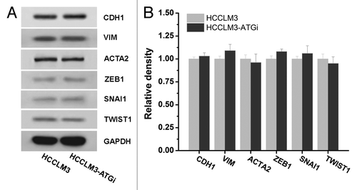 Figure 5. Effect of autophagy inhibition on epithelial mesenchymal transition (EMT) of HCC cells. Western blot analysis of EMT markers expressions (CDH1, VIM, ACTA2, ZEB1, SNAI1, and TWIST1) in HCCLM3 cells with or without autophagy inhibition (HCCLM3 or HCCLM3-ATGi) revealed no significant differences between HCCLM3 and HCCLM3-ATGi cells. Cell lysates from HCCLM3-ATGi and HCCLM3 cells were immunoblotted with indicated antibodies (left). Protein levels were determined by densitometry measurements and normalized (right).