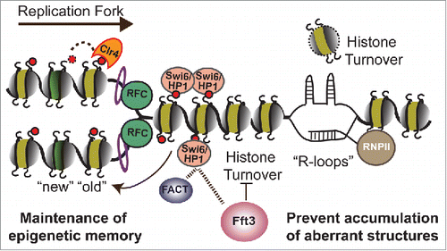 Figure 1. Model depicting inheritance of heterochromatin and genome integrity by chromatin remodeler, Fft3. Fft3 promotes stable maintenance of epigenetic memory by precluding histone turnover at heterochromatic regions and might act together with FACT. Fft3 also suppresses histone turnover and facilitates replication fork progression through specific euchromatic sites. In absence of Fft3, these regions accumulate R-loops, which causes genome instability.