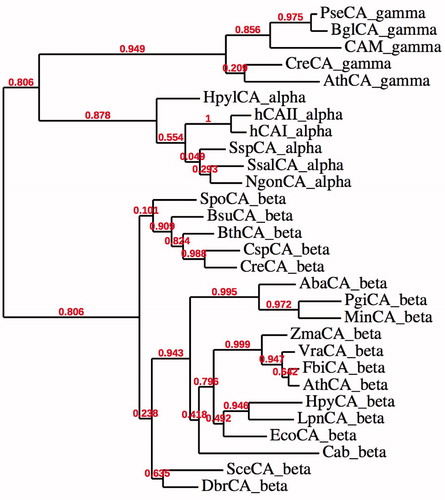 Figure 2. Phylogenetic tree of the α, β and γ CAs from selected eukaryotic and prokaryotic species. The tree was constructed using the program PhyML 3.0. Branch support values are reported at branch points. Organisms, accession numbers and cryptonyms of the sequences used for the phylogenetic analysis have been indicated in Table 1.